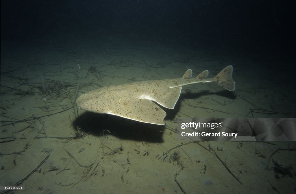 Pacific angel shark,squatina californica, swimming, channel isles, usa