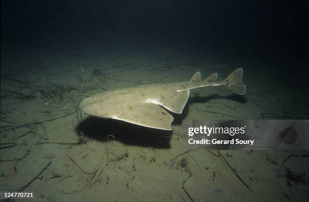 Pacific Angel Shark Squatina Californica Swimming Channel Isles Usa High-Res Stock Photo