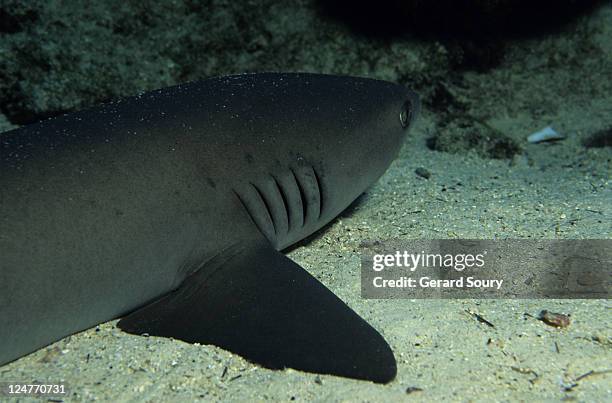 whitetip reef sharks,triaenodon obesus,resting, cocos is,costa rica - gill stock pictures, royalty-free photos & images