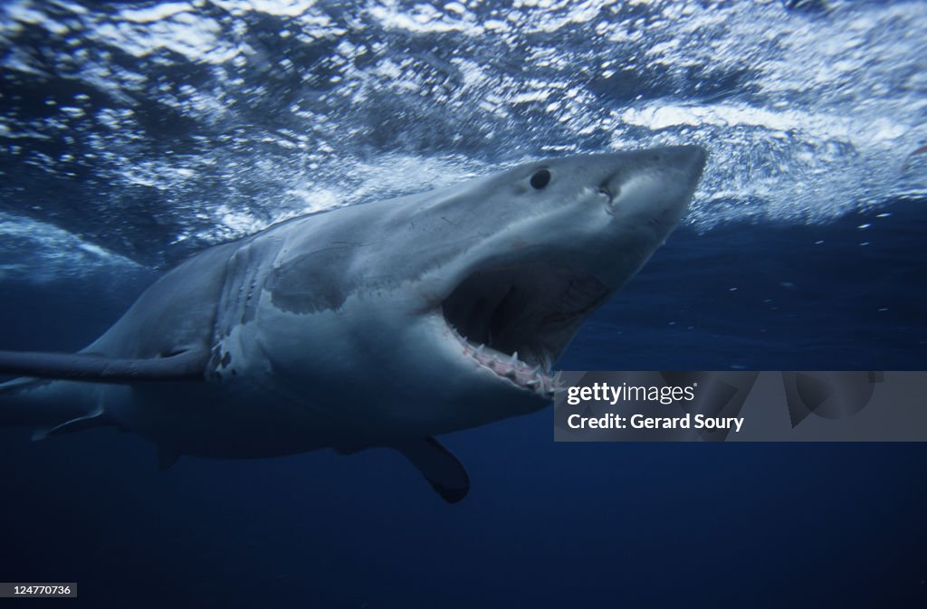 Great white shark,carcharodon carcharias, swimming, south australia