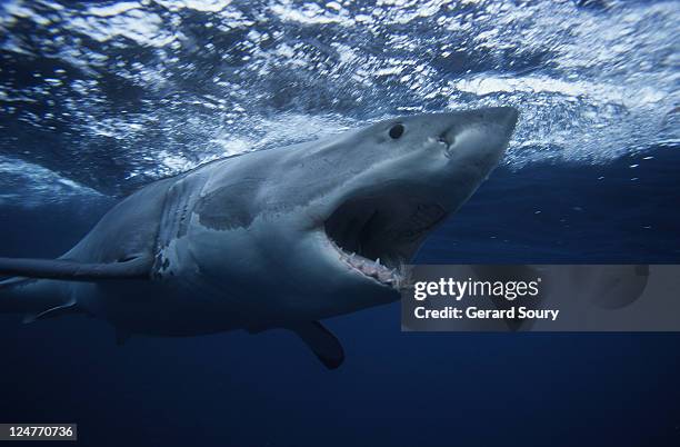 great white shark,carcharodon carcharias, swimming, south australia - shark attack 個照片及圖片檔