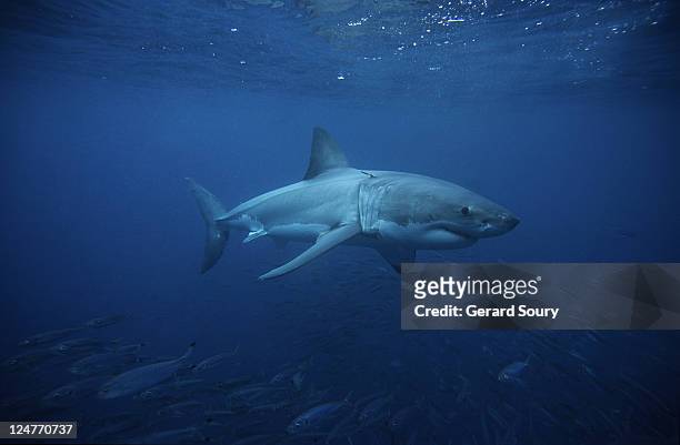 great white shark,carcharodon carcharias, swimming, south australia - markierung für tiere stock-fotos und bilder
