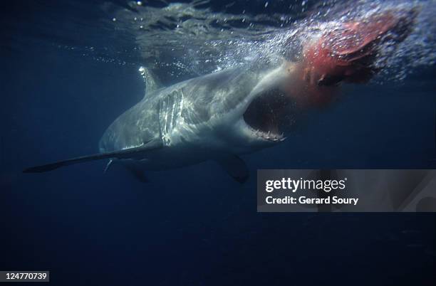 great white shark,carcharodon carcharias, attacking bait,south australia - animal cruelty fotografías e imágenes de stock