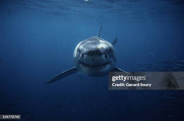 great white shark,carcharodon carcharias, swimming,south australia - tiburón jaquetón fotografías e imágenes de stock