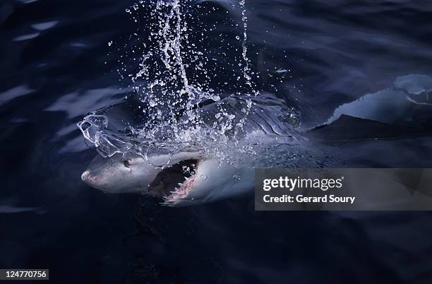 great white shark,carcharodon carcharias,surfacing,south australia - white shark surfacing stock pictures, royalty-free photos & images