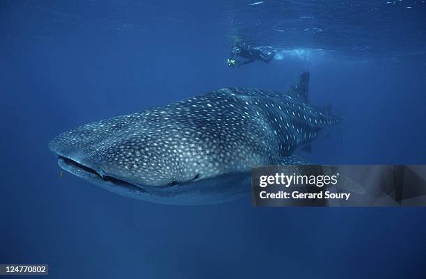 whale shark,rhincodon typus, with swimmer, ningaloo reef, australia - whale shark stock-fotos und bilder