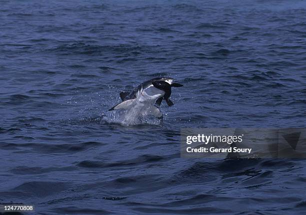 great white shark,carcharodon carcharias, attacking sea lion, s.africa - lion attack 個照片及圖片檔