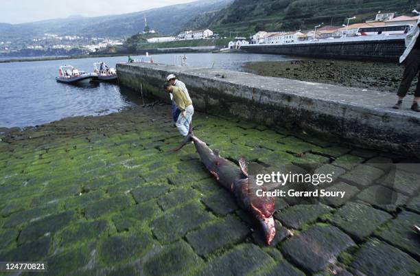 basking shark,cetorhinus maximus, killed, azores, portugal - basking shark 個照片及圖片檔