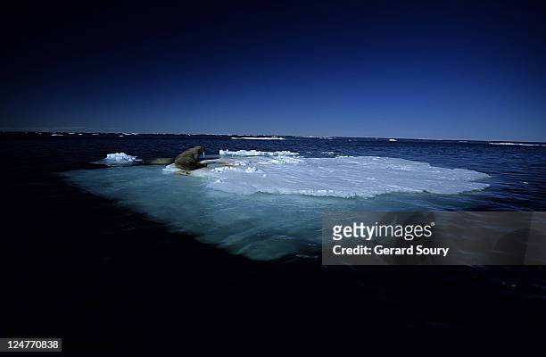 walrus,odobenus rosmarus, lying on ice, baffin island, canada - arctic walrus stock pictures, royalty-free photos & images