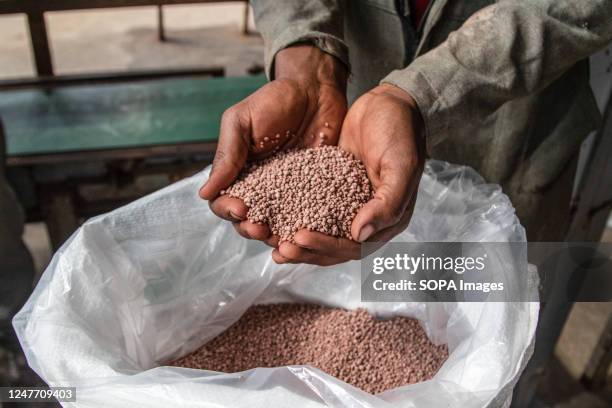 Close up of hands holding granules of Nitrogen, Phosphorous and Potassium, fertilizer during the commissioning of Fertiplant fertilizer factory in...