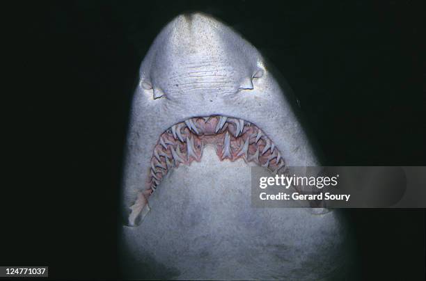 sand tiger shark, eugomphodus taurus, mouth and teeth, forster, nsw, australia - sharp nose shark stock pictures, royalty-free photos & images