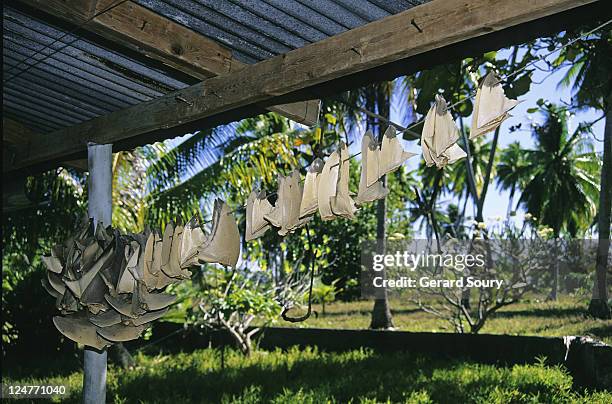 dried shark fins, fakarava, tuamotu, french polynesia, pacific ocean - poaching animal welfare 個照片及圖片檔