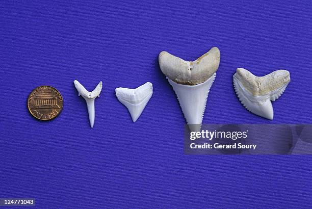 shark teeth, sand tiger shark, bull shark, white shark, tiger shark - silver shark stock pictures, royalty-free photos & images