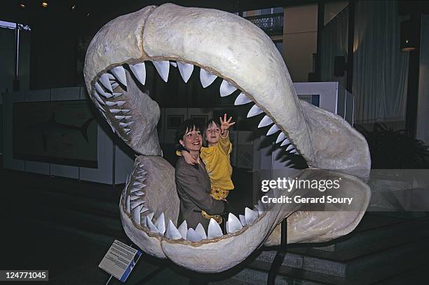 fossil shark, carcharodon megalodon, rebuilt jaw - megalodon stock pictures, royalty-free photos & images