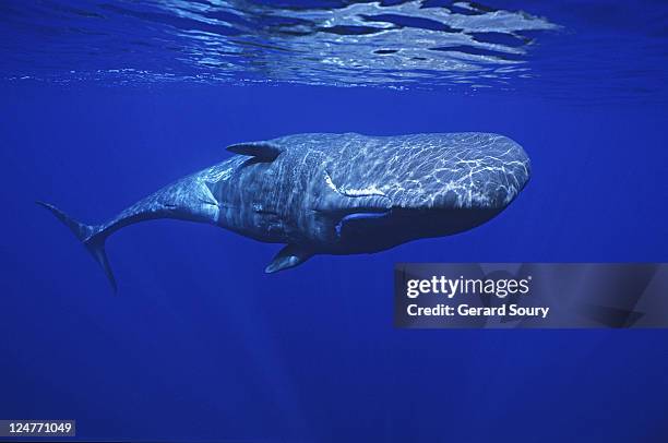 sperm whale, physeter catodon, under surface, pico island, azores, portugal - pottwal stock-fotos und bilder