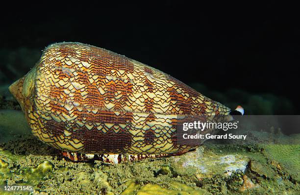 Coun Shell Shell Vietnam Photos and Premium High Res Pictures - Getty Images