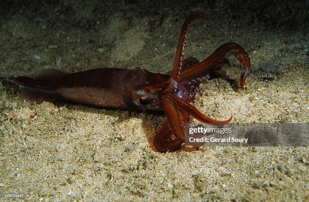 Sand Squid, Onychoteuthis banksi, Cuba, The Caribbean, Atlantic Ocean