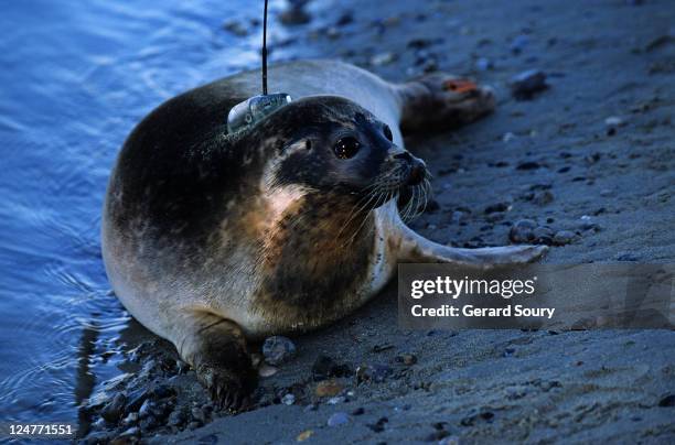 harbour seal, phoca vitullina vitullina, first release of a seal wearing an argos satellite transmitter in baie de somme, france - bodenmarkierung stock-fotos und bilder