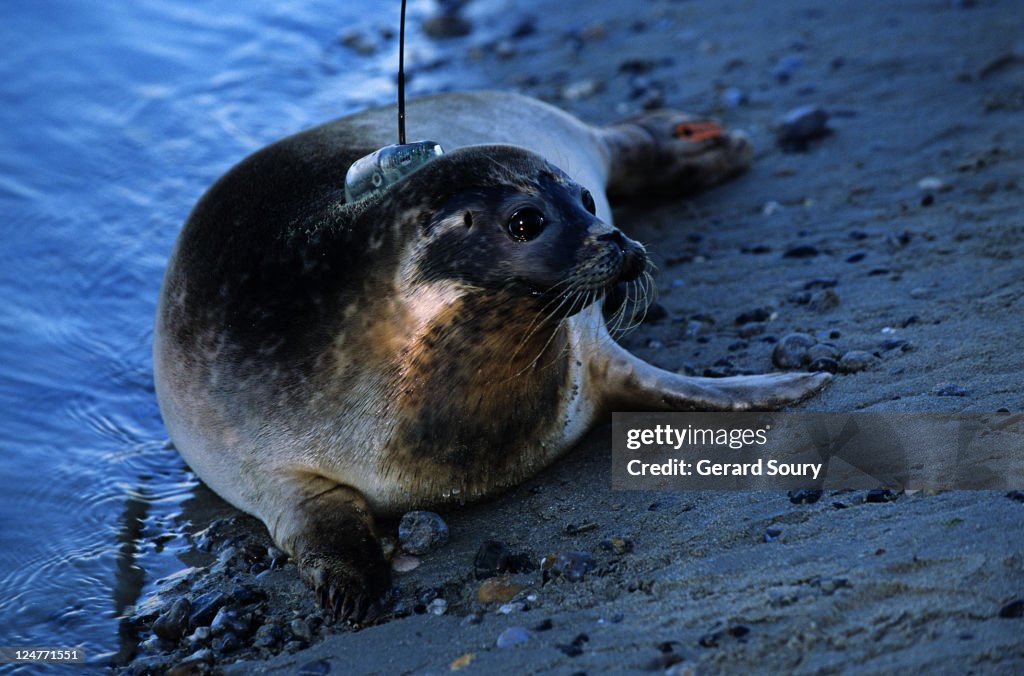 Harbour Seal, Phoca vitullina vitullina, first release of a seal wearing an Argos satellite transmitter in Baie de Somme, France