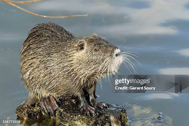 coypu or nutria, myocastor coypus, sitting on rock, l'isle adam, france - nutria stock pictures, royalty-free photos & images