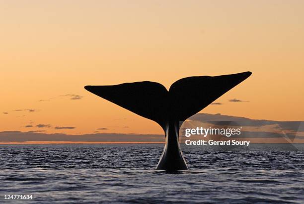 southern right whale (eubalaena australis) fluking at sunset, valdes peninsula, argentina, atlantic ocean - wal stock-fotos und bilder