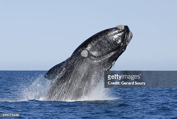 southern right whale (eubalaena australis) breaching, valdes peninsula, argentina, atlantic ocean (2 of 7) - breeches stock pictures, royalty-free photos & images