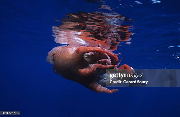 giant octopus (haliphron atlanticus) killed by a sperm whale, pico island, azores, portugal, atlantic ocean - giant octopus stock pictures, royalty-free photos & images