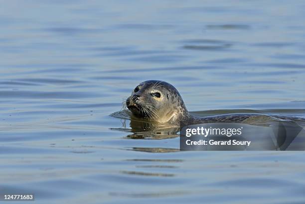 harbour seal (phoca vitulina ssp. vitulina) in water, baie de somme, france - zeehond stockfoto's en -beelden
