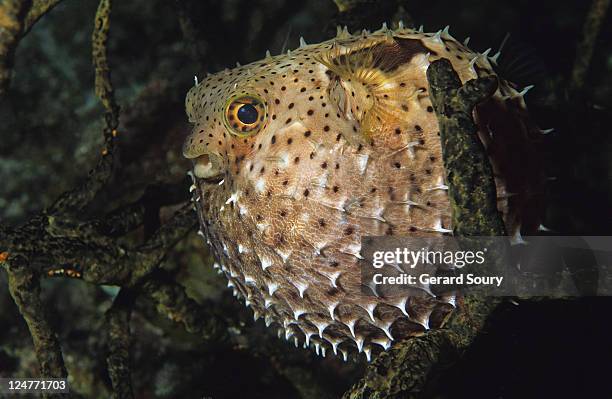 bridled burrfish (chilomycterus antennatus), cuba, caribbean, atlantic ocean - puffer fish stock pictures, royalty-free photos & images