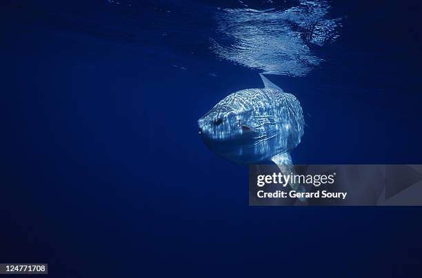 sunfish (mola mola) swimming just below the surface, mediterranean, france - môle photos et images de collection