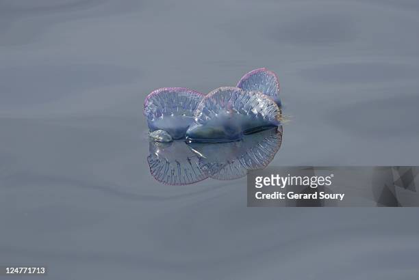 portuguese man o' war (physalia physalis), azores, portugal, atlantic ocean - man of war stock pictures, royalty-free photos & images