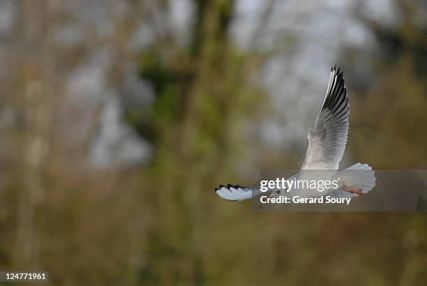 common black-headed gull (larus ridibundus) flying in winter, ile de france, france - black headed gull stock-fotos und bilder