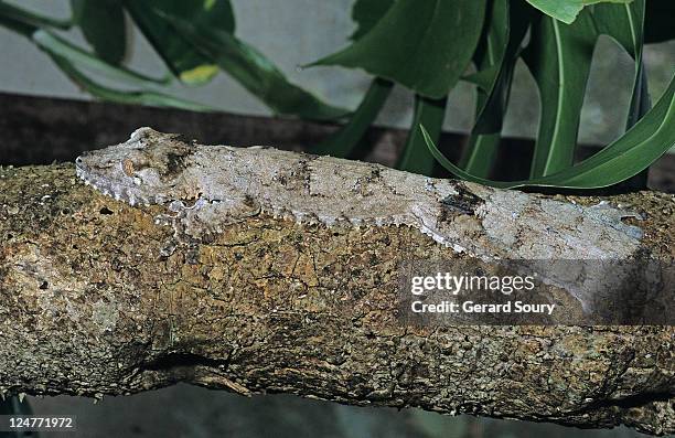 mossy leaftail gecko (uroplatus sikorae), madagascar, indian ocean - geco de cola plana fotografías e imágenes de stock