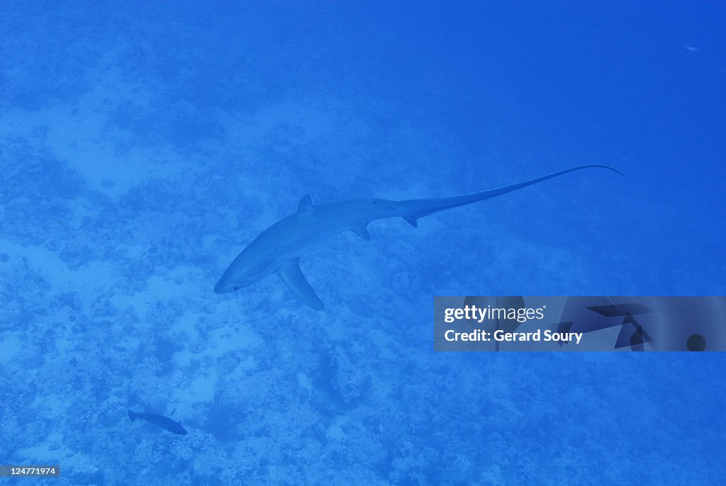 Pelagic thresher shark (Alopias pelagicus), Egypt, Red Sea