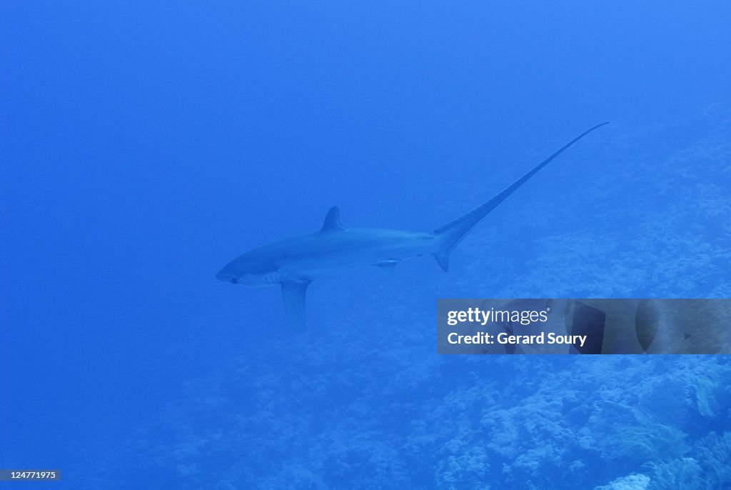Pelagic thresher shark (Alopias pelagicus), Egypt, Red Sea