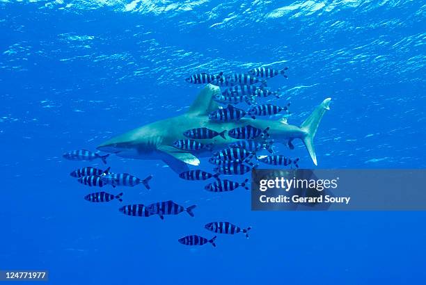 oceanic whitetip shark (carcharhinus longimanus) with pilotfish (naucrates ductor), egypt, red sea - pilot fish stock pictures, royalty-free photos & images