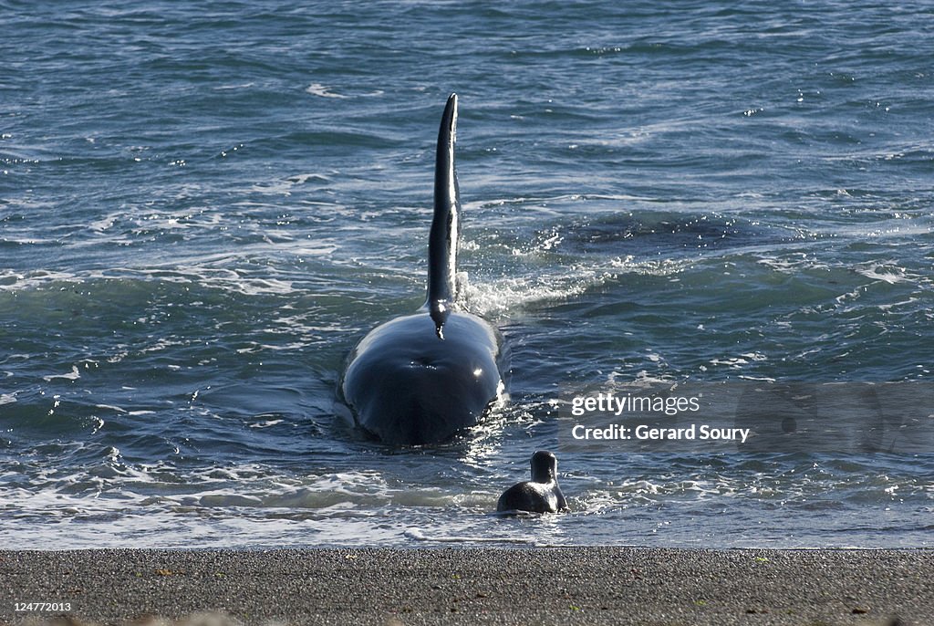 Killer whale (Orcinus orca) hunting juvenile Southern sea lions (Otaria flavescens), Patagonia, Argentina, Atlantic Ocean (1 of 3)