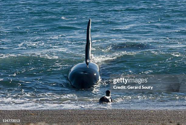 killer whale (orcinus orca) hunting juvenile southern sea lions (otaria flavescens), patagonia, argentina, atlantic ocean (1 of 3) - killer whale stock pictures, royalty-free photos & images