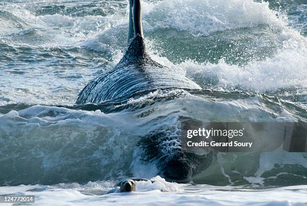 killer whale (orcinus orca) chasing juvenile southern sea lion (otaria flavescens), patagonia, argentina, atlantic ocean (2 of 3) - chase atlantic stock-fotos und bilder