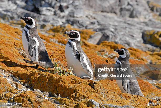 magellanic penguin (sphenicus magellanicus) walking up cliff, moulting season, patagonia, argentina - magellan penguin stock pictures, royalty-free photos & images