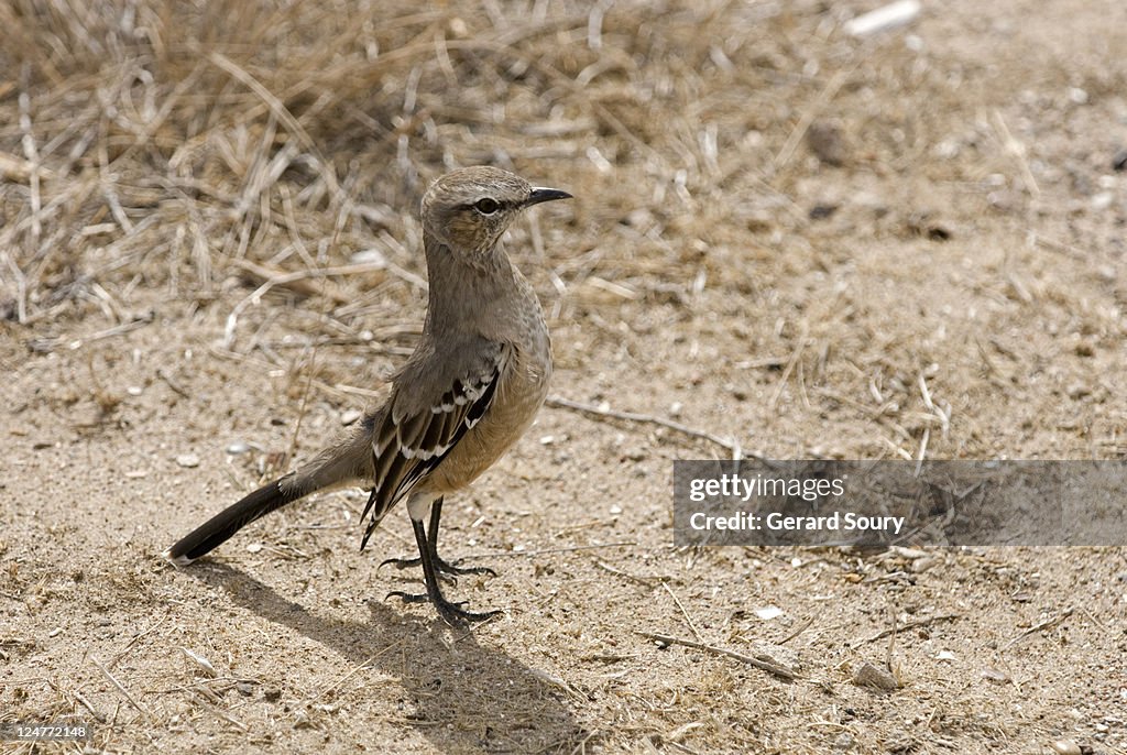 Patagonian Mockingbird (Mimus patagonicus), Patagonia, Argentina