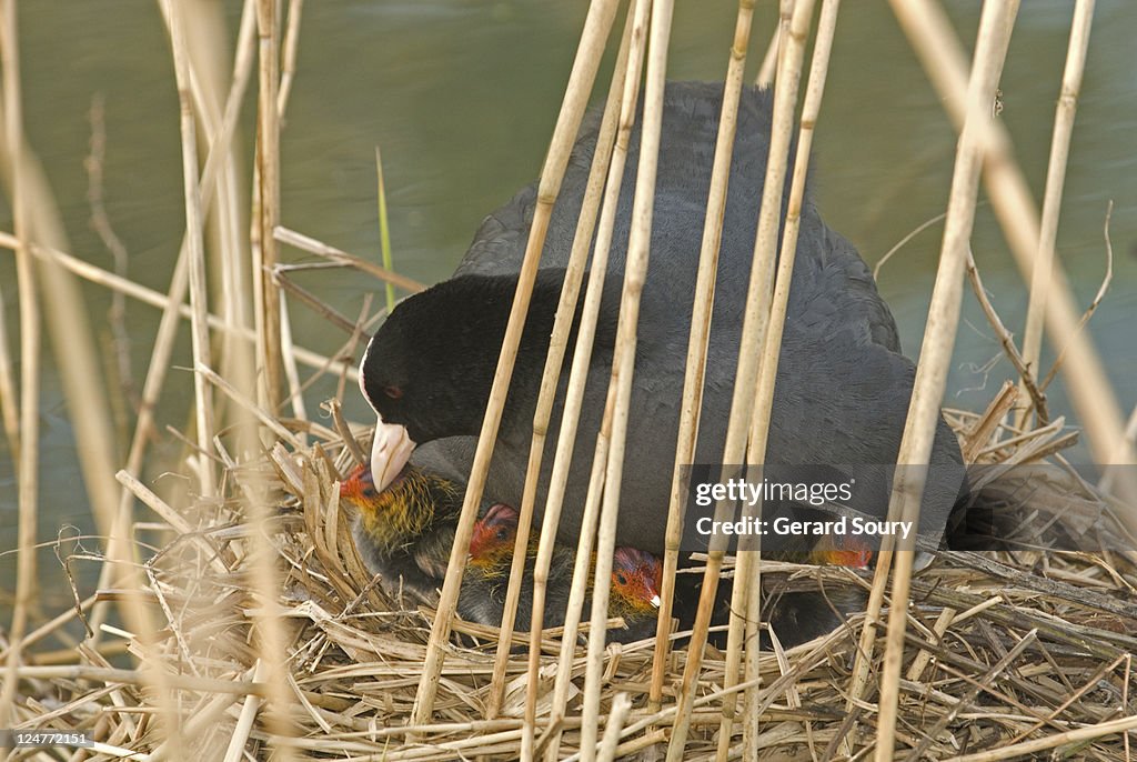 Common coot, (Fulica atra) female in nest with chicks, Ile de France, France