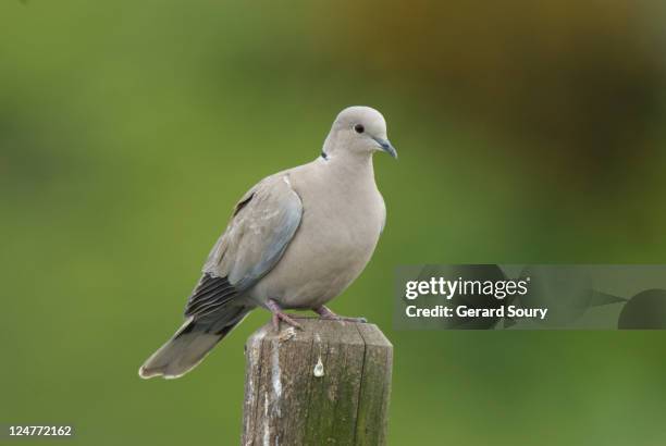 collared dove (streptopelia decaocto) perched on post, ile de france, france - culver stock pictures, royalty-free photos & images