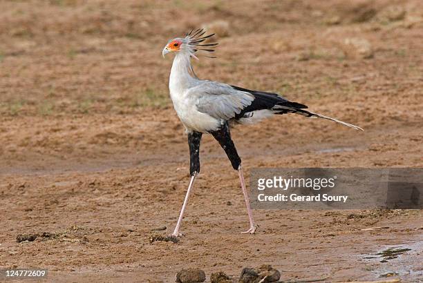 secretary bird (sagittarius serpentarius), samburu national park, kenya - secretary bird stock pictures, royalty-free photos & images