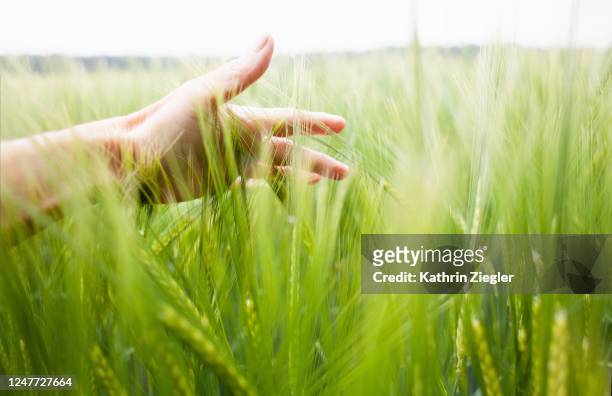 woman's hand brushing through wheat field - perception sensorielle photos et images de collection
