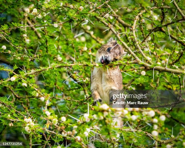 close-up of a tree hyrax, showing its skills in a thorned acacia tree in tarangire national park, tanzania - tree hyrax stock pictures, royalty-free photos & images