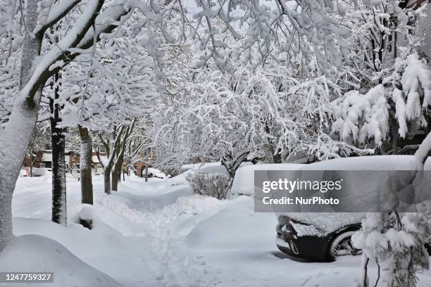 Trees covered in snow following the largest snowstorm of the season in Toronto, Ontario, Canada, on March 04, 2023. Much of Southern Ontario is...