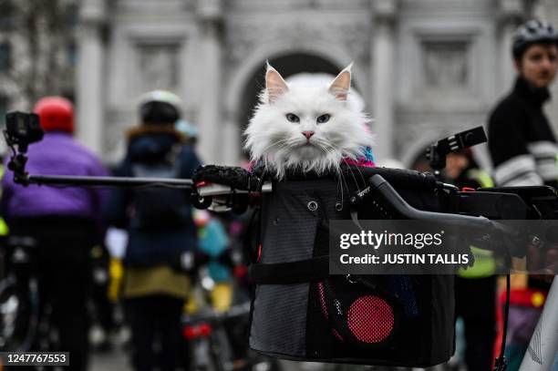 Cat is pictured in a bike basket as cyclists gather at Marble Arch central London, on March 5, 2023 ahead of a ride protest, organised by the London...