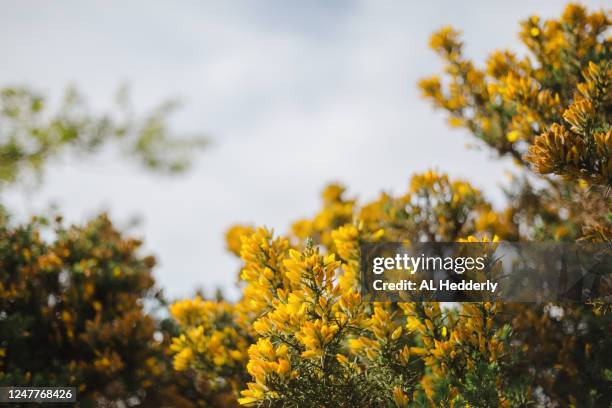 gorse in a hedgerow - stechginster stock-fotos und bilder