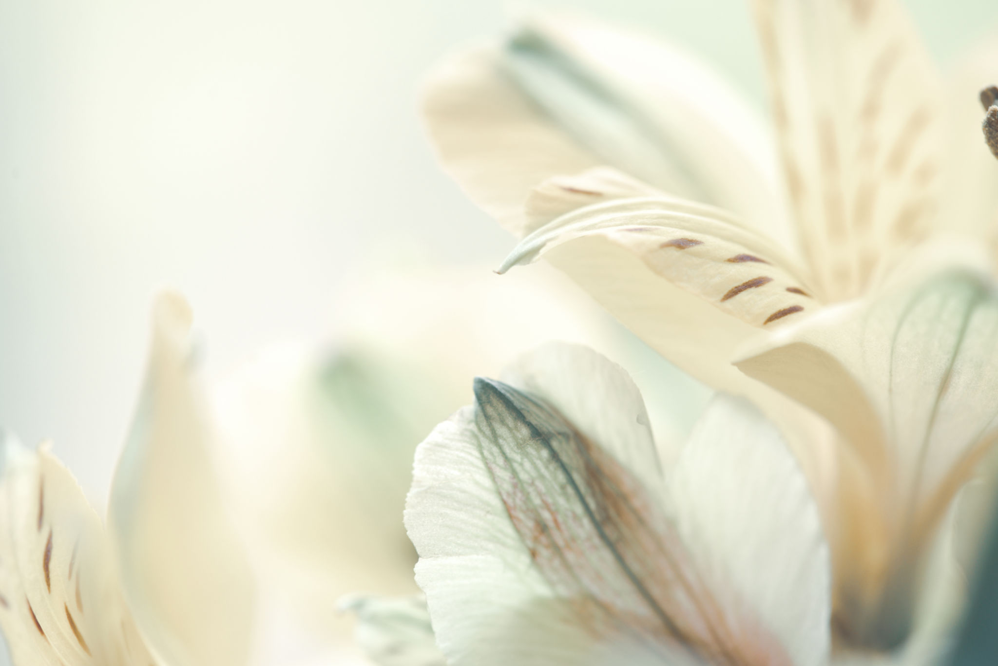 spring romance